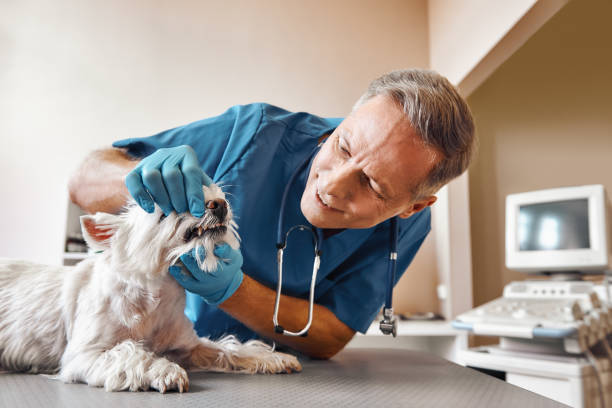 Best Emergency X-Rays and Diagnostics in Shenandoah Heights, PA